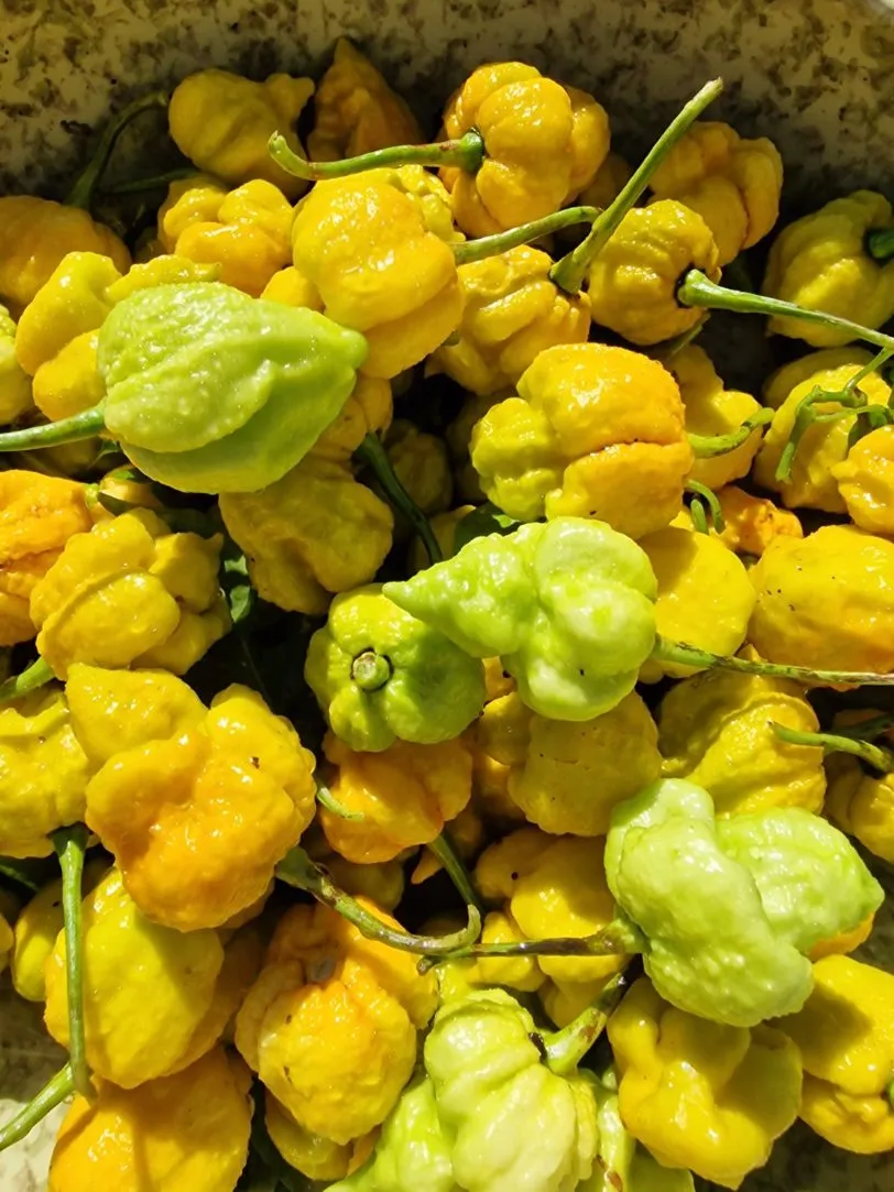 White Hot Lime Chilli Seeds - Image 2