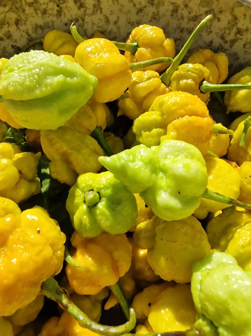 White Hot Lime Chilli Seeds - Image 6