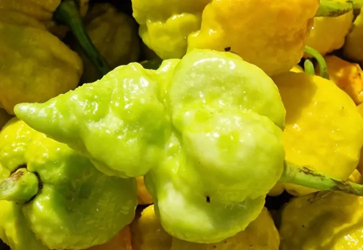 White Hot Lime Chilli Seeds