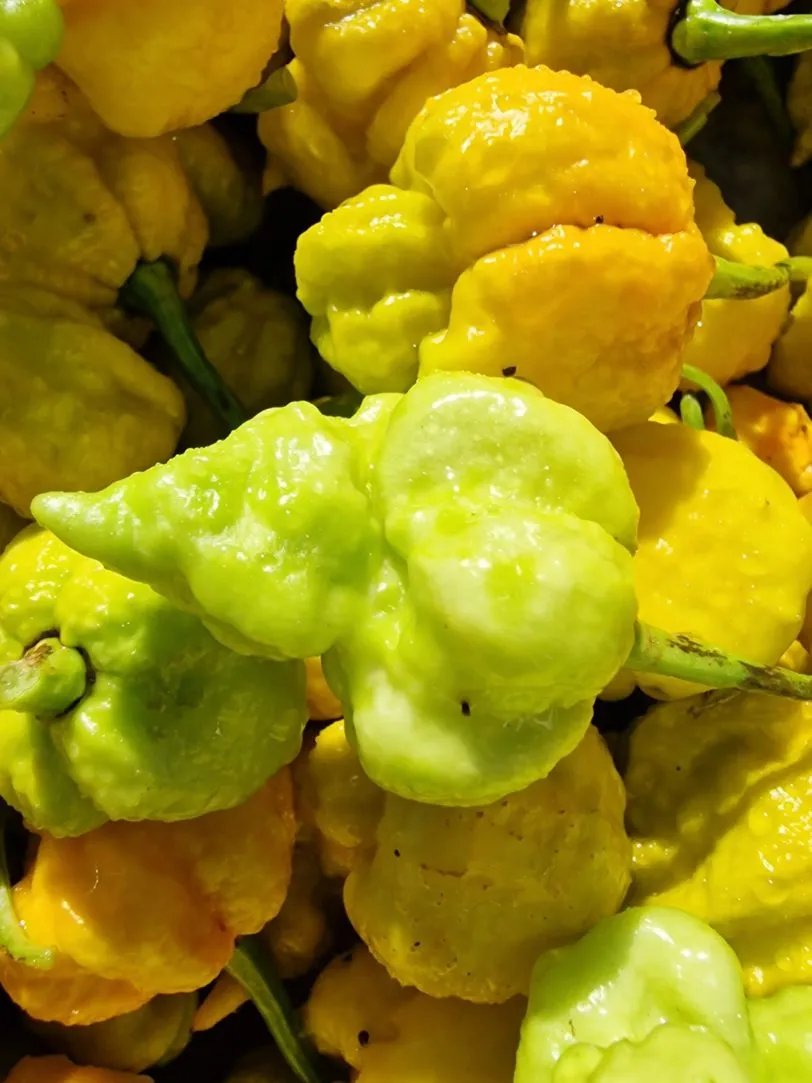 White Hot Lime Chilli Seeds