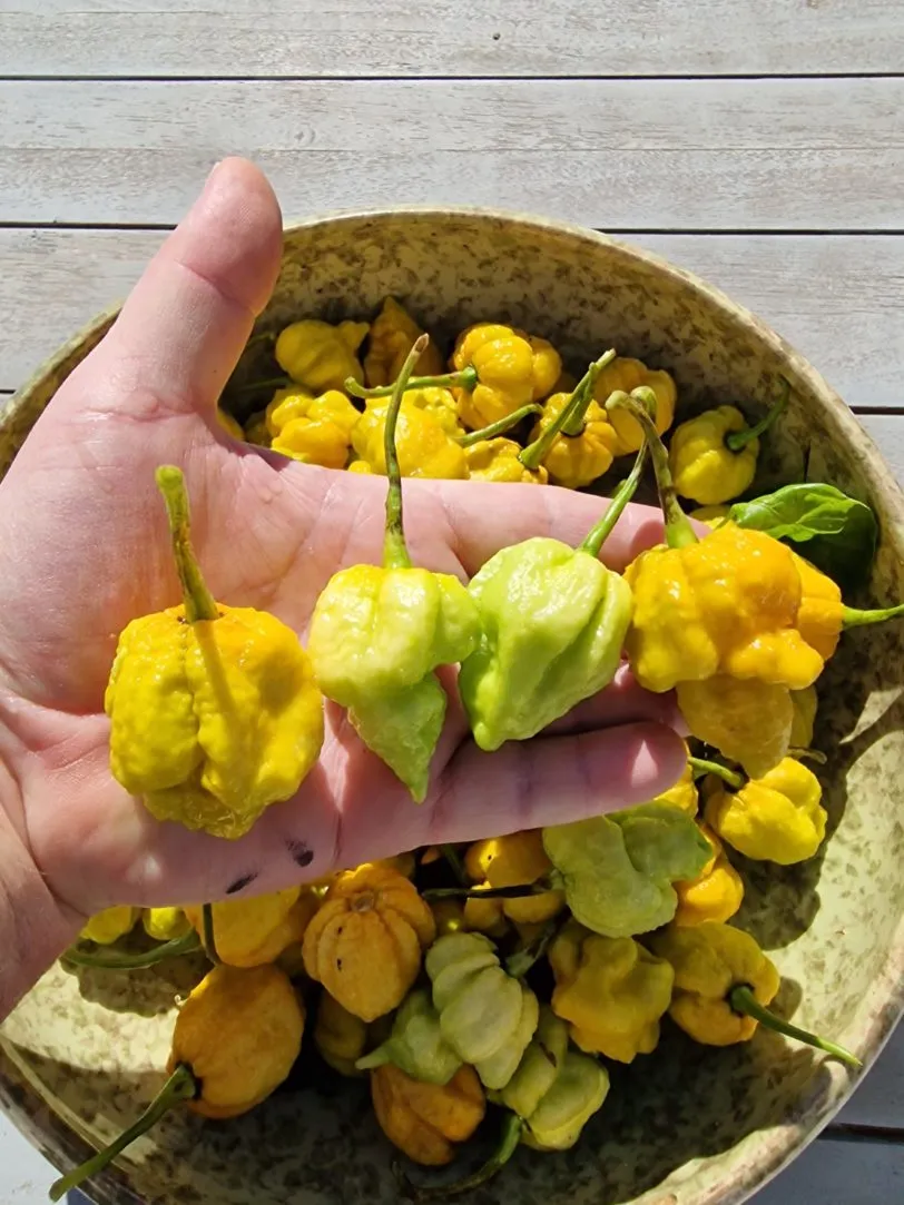 White Hot Lime Chilli Seeds - Image 4