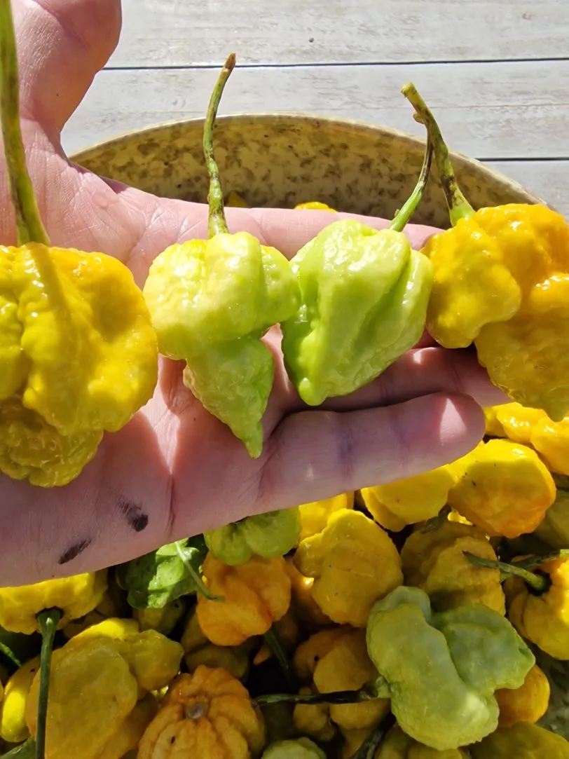 White Hot Lime Chilli Seeds - Image 5