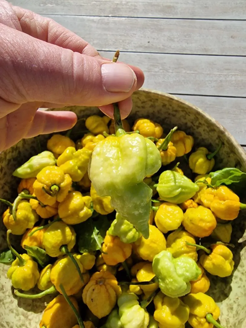 White Hot Lime Chilli Seeds - Image 9
