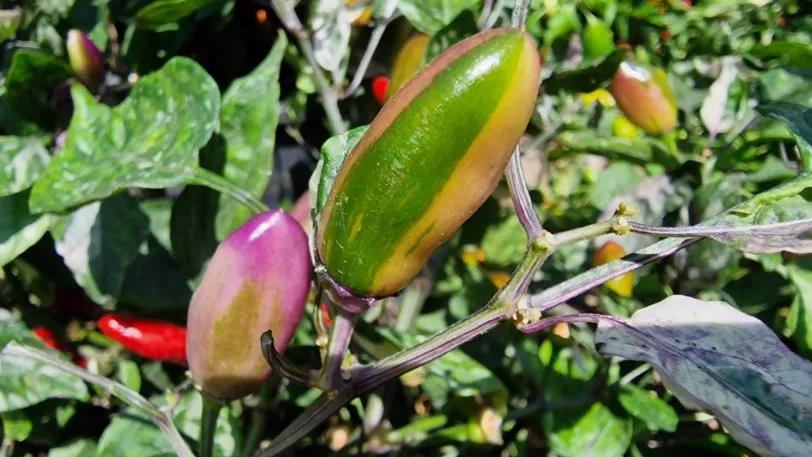 Jalapeno Variety Pack - Different Varieties of The Jalapeno Pepper - Image 8