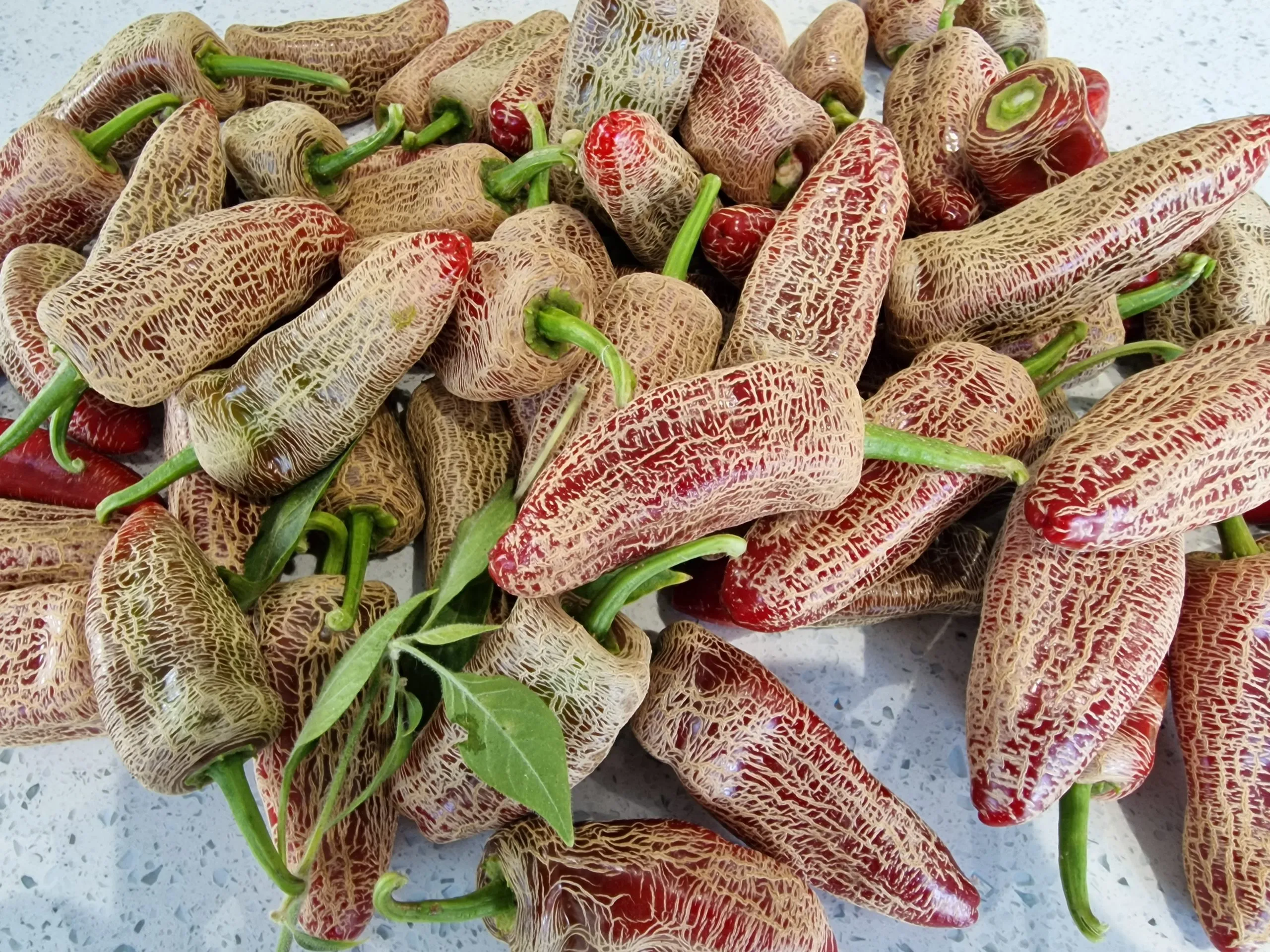 The Incredible Jalapeno Variety Pack - Six Different Varieties of The Jalapeño Pepper - Image 11