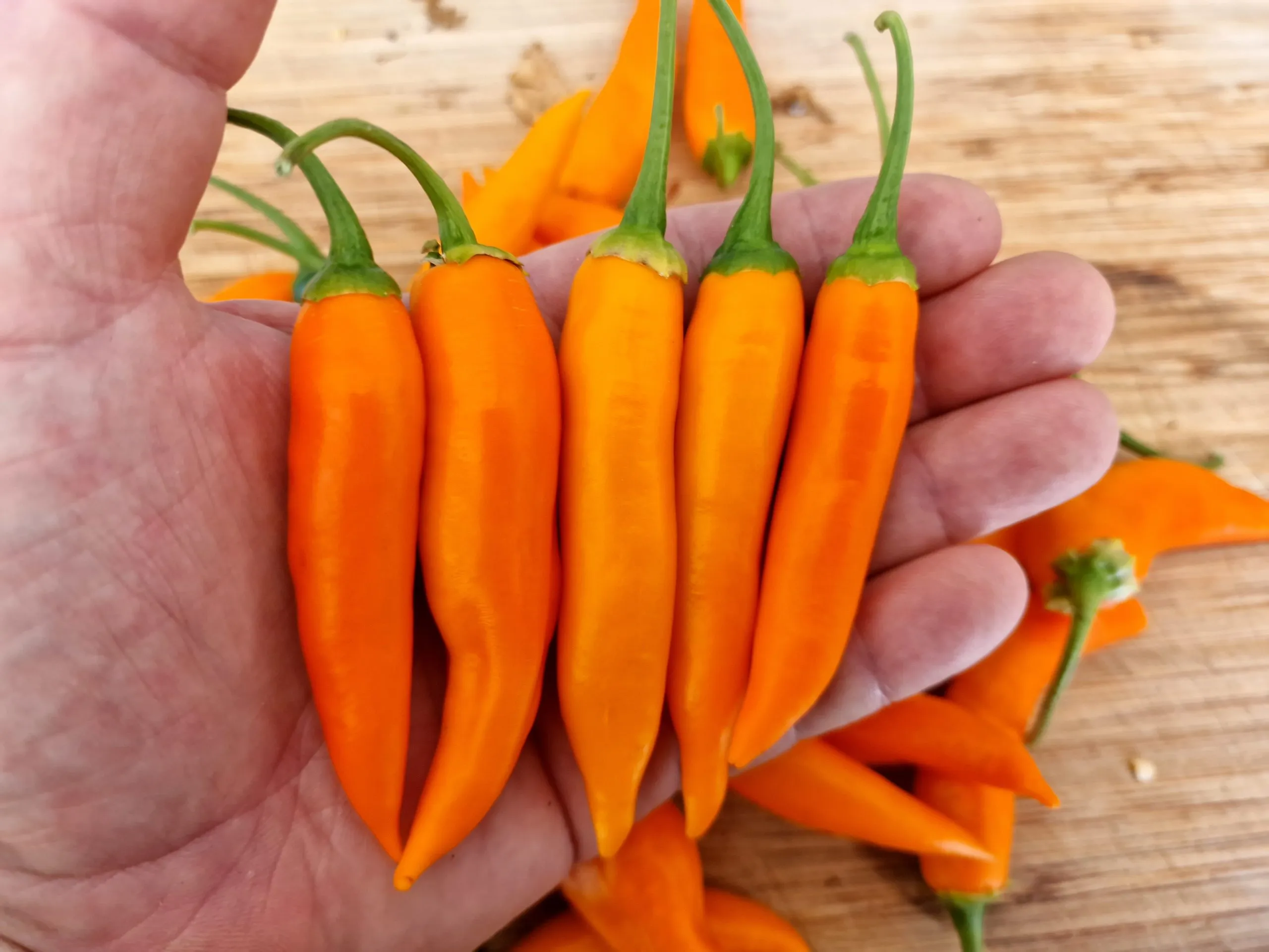 Chilli Seed Kit Special Collection - 10 Incredible Chilli Pepper Varieties - Image 14