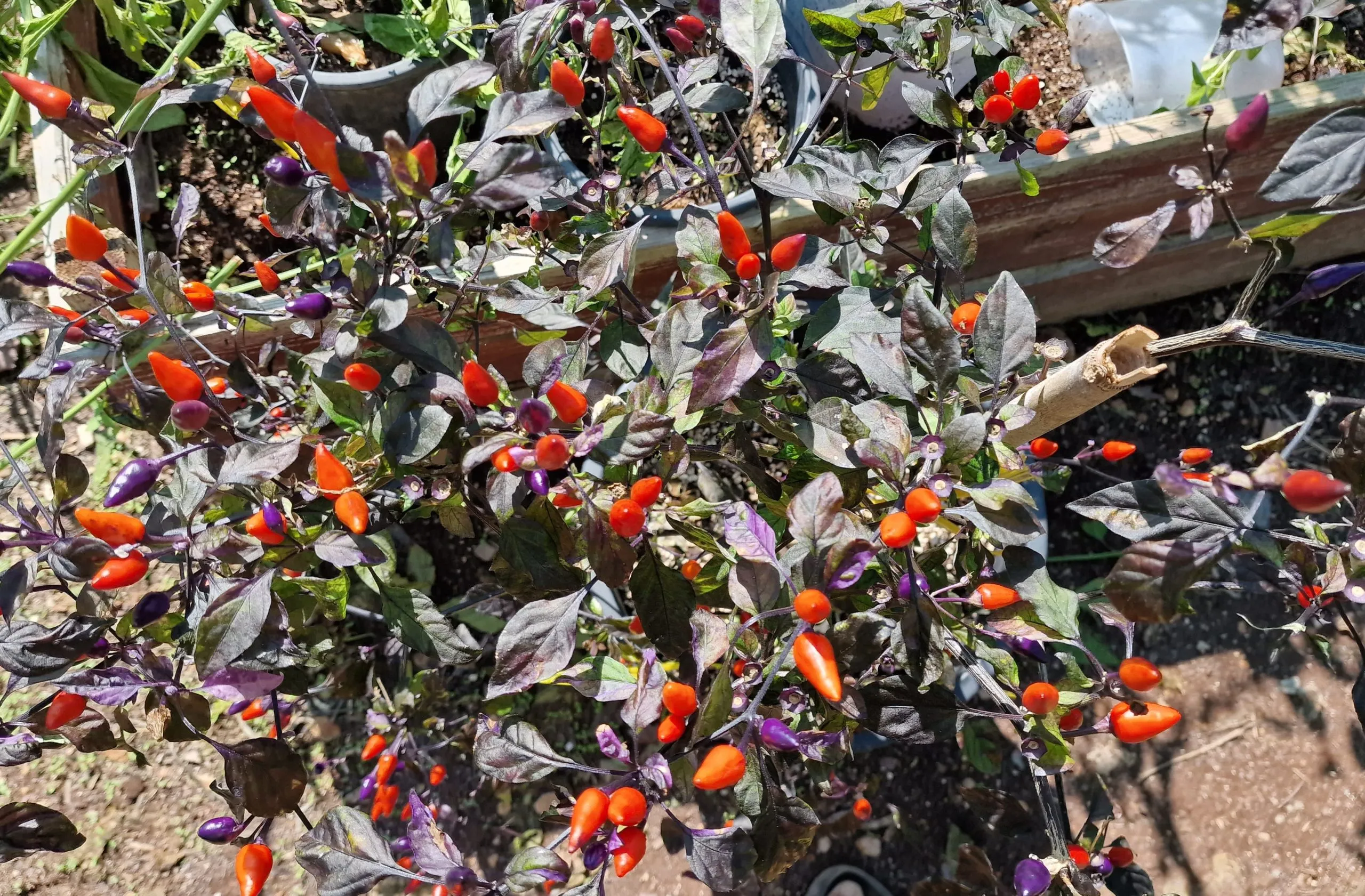 Chilli Seed Kit Special Collection - 10 Incredible Chilli Pepper Varieties - Image 15