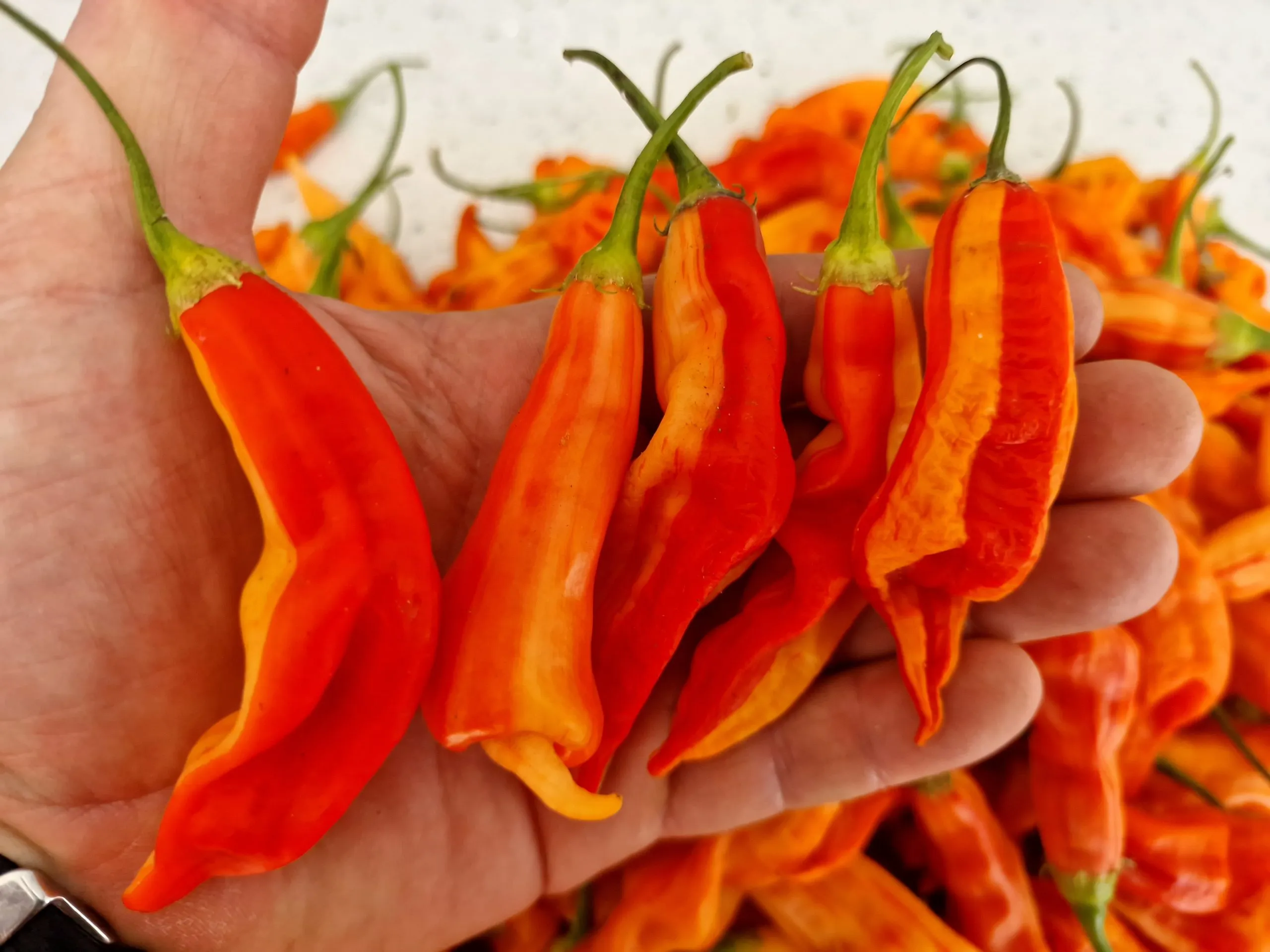 Chilli Seed Kit Special Collection - 10 Incredible Chilli Pepper Varieties - Image 9