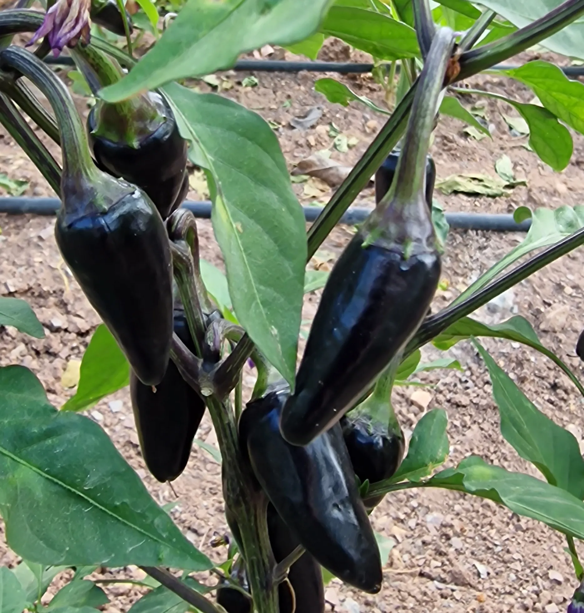 Chilli Seed Kit Special Collection - 10 Incredible Chilli Pepper Varieties - Image 12