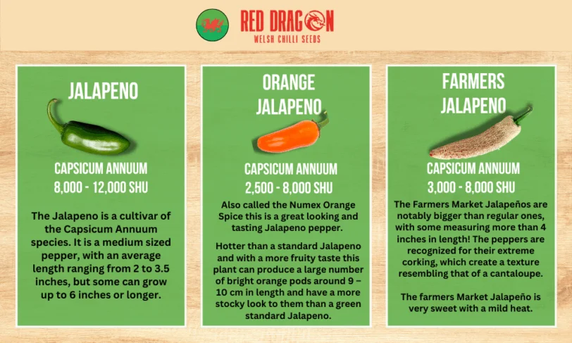 Jalapeno Variety Pack - Different Varieties of The Jalapeno Pepper - Image 2
