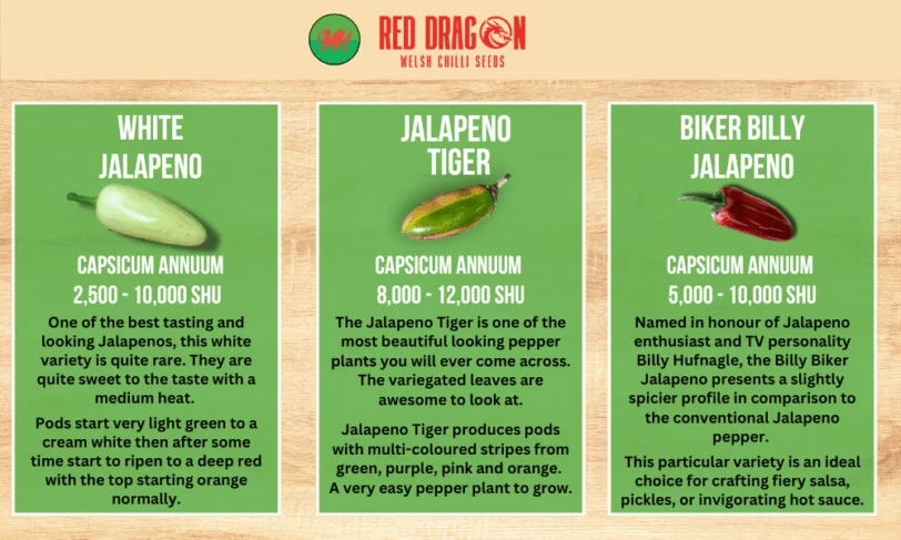 Jalapeno Variety Pack - Different Varieties of The Jalapeno Pepper - Image 3