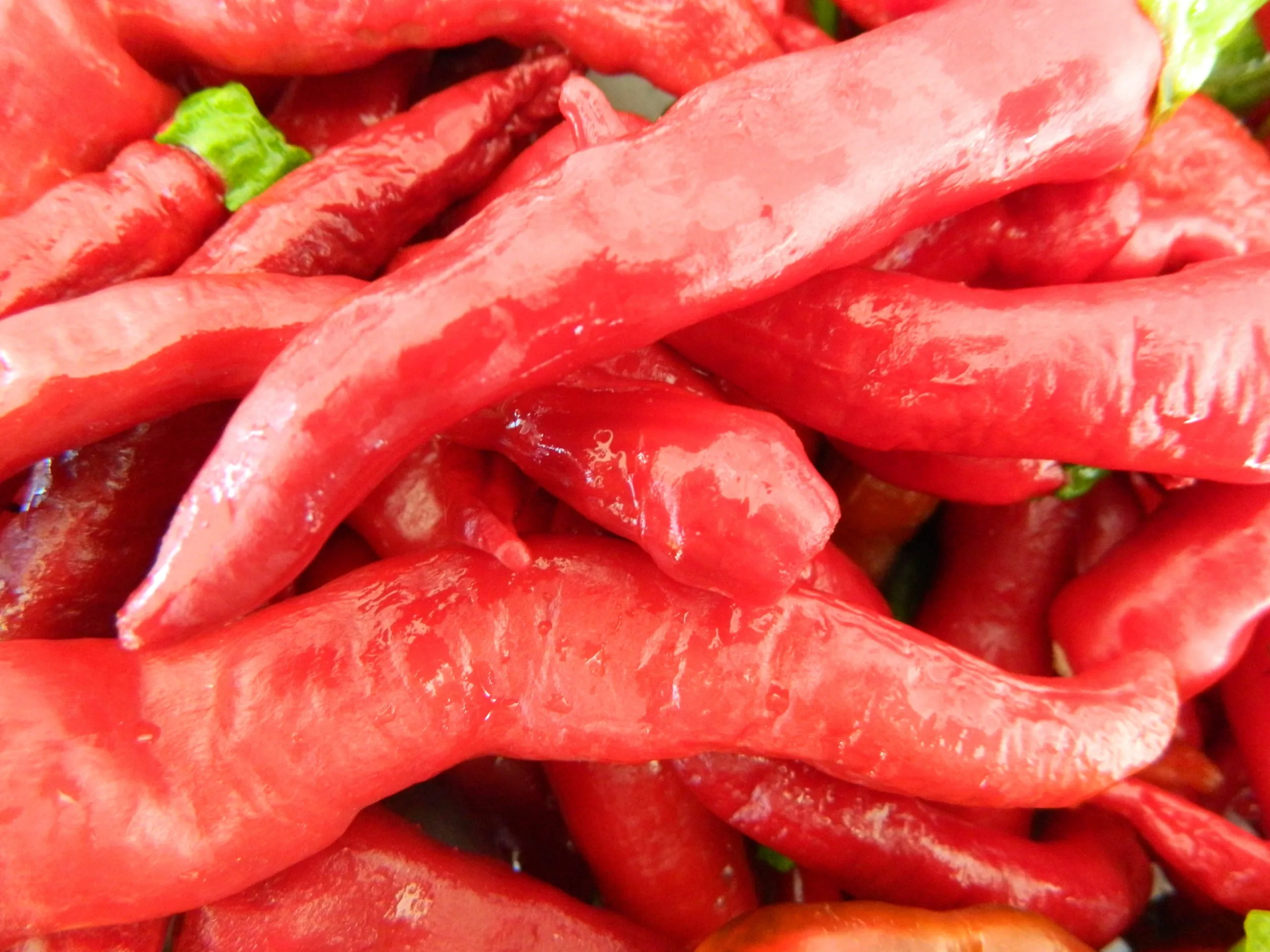 Chilli Seed Kit Special Collection - 10 Incredible Chilli Pepper Varieties - Image 13