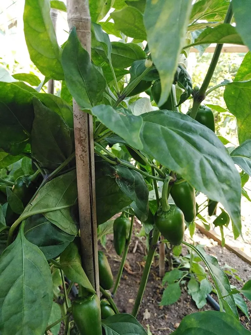 Jalapeno Chilli Seeds - Image 4
