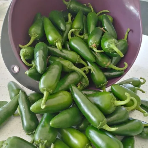 Jalapeno Chilli Seeds