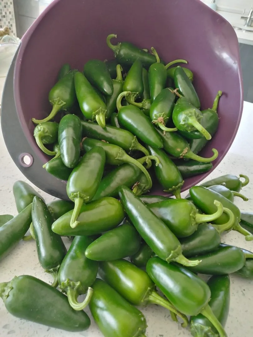 Jalapeno Chilli Seeds