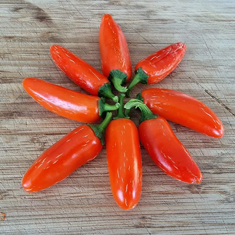 Jalapeno Variety Pack - Different Varieties of The Jalapeno Pepper - Image 5