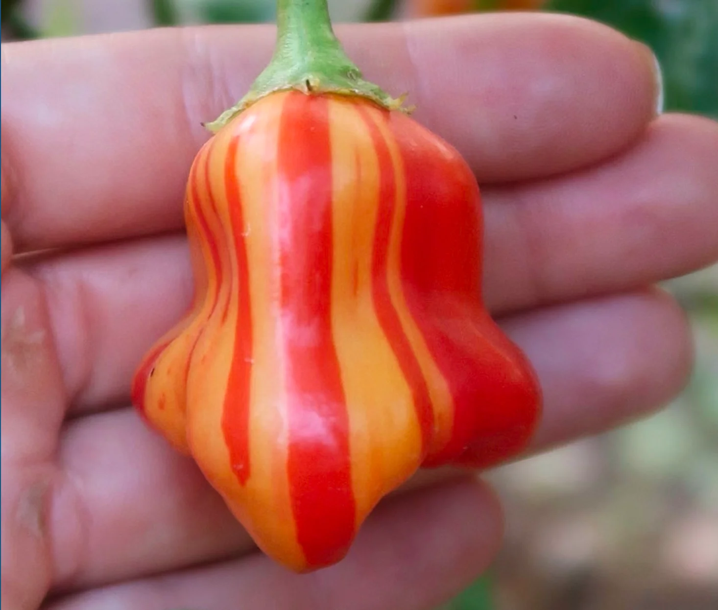 Chilli Seed Kit Special Collection - 10 Incredible Chilli Pepper Varieties - Image 6