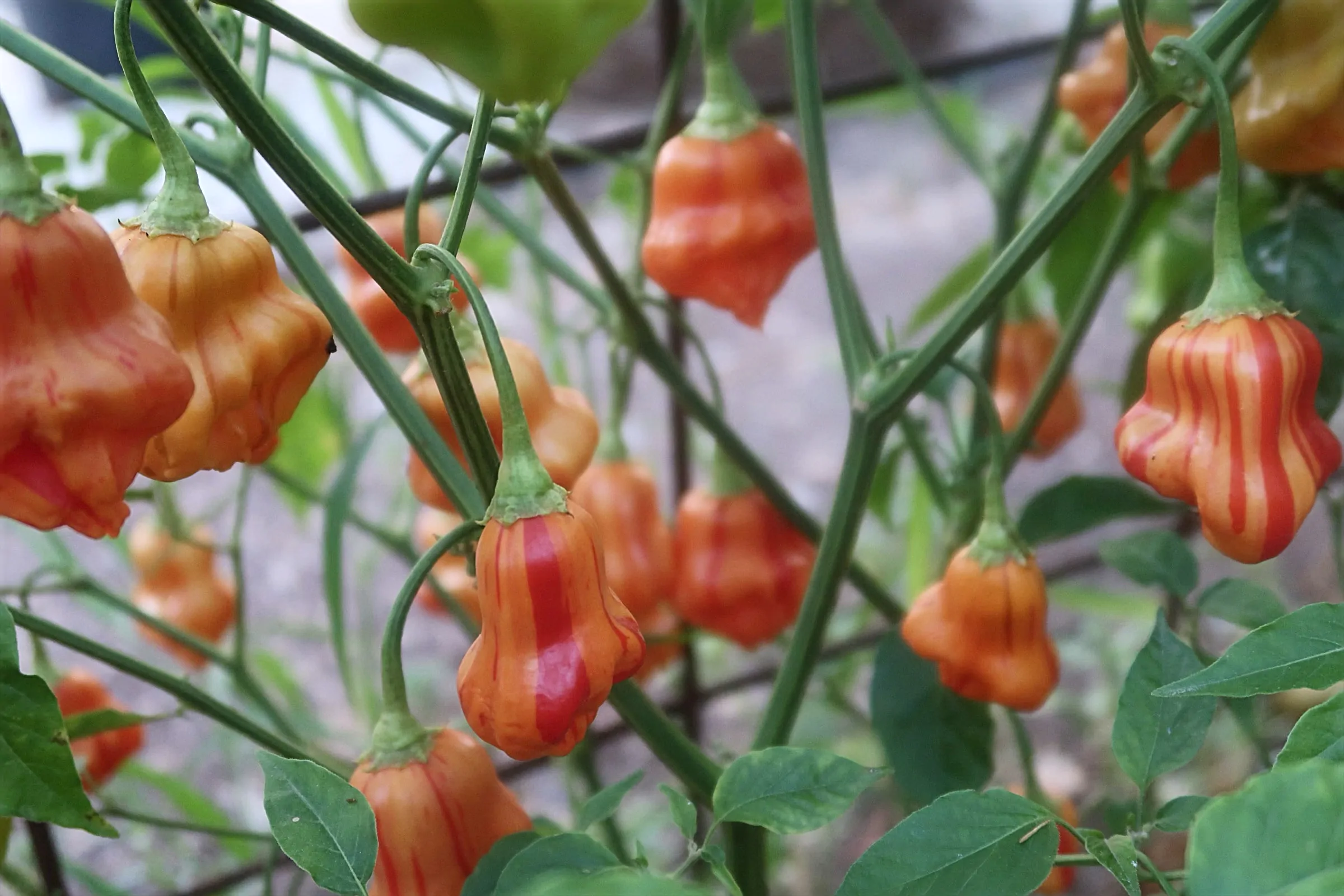 Zebrange Chilli Seeds - Image 8