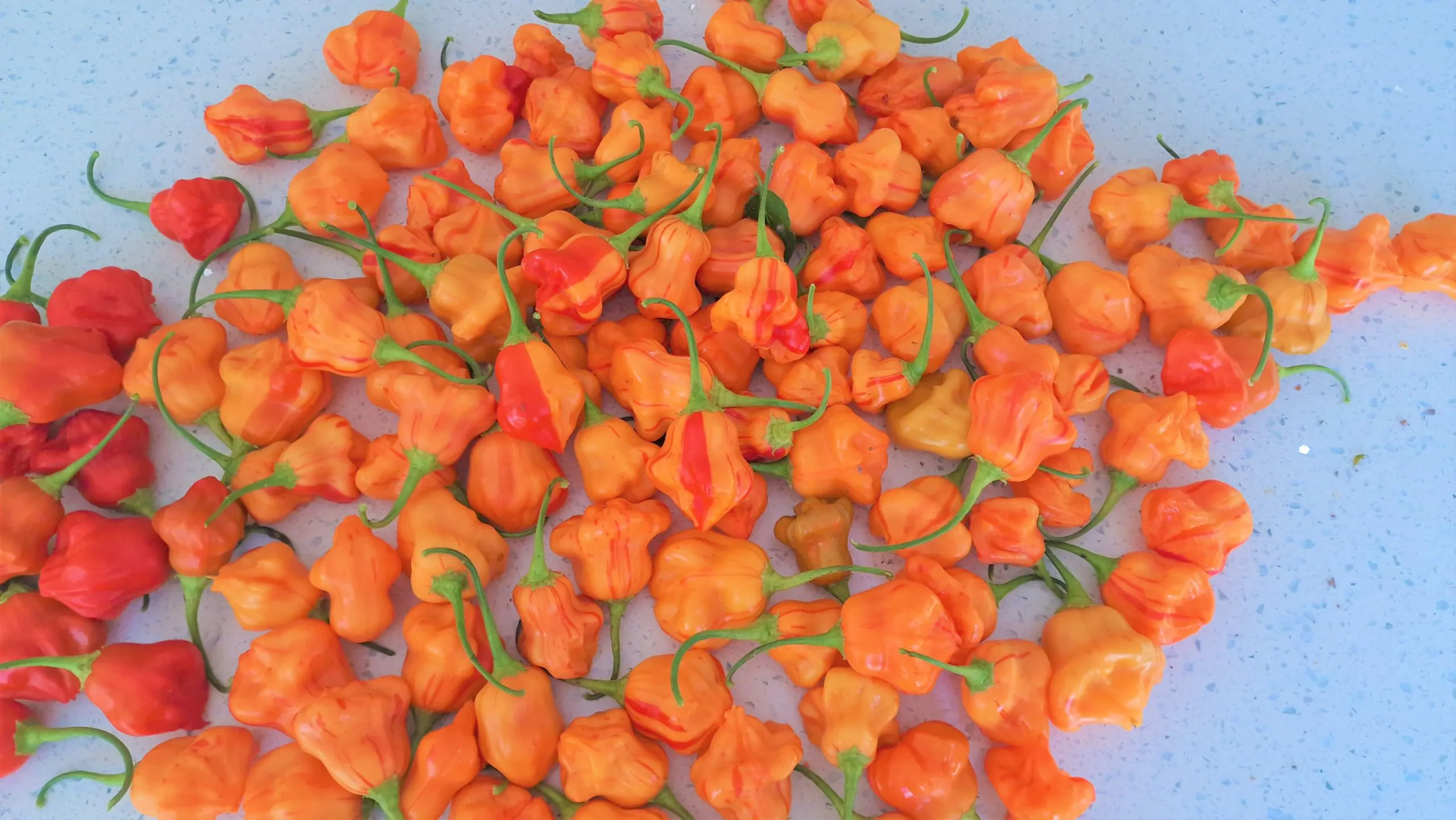Zebrange Chilli Seeds - Image 10