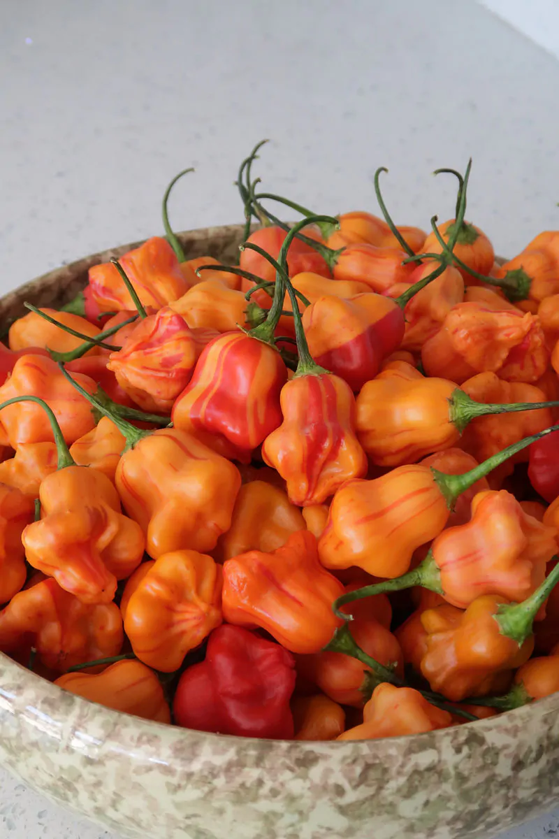 Zebrange Chilli Seeds - Image 9