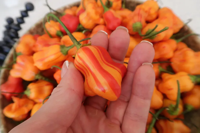 Zebrange Chilli Seeds - Image 7