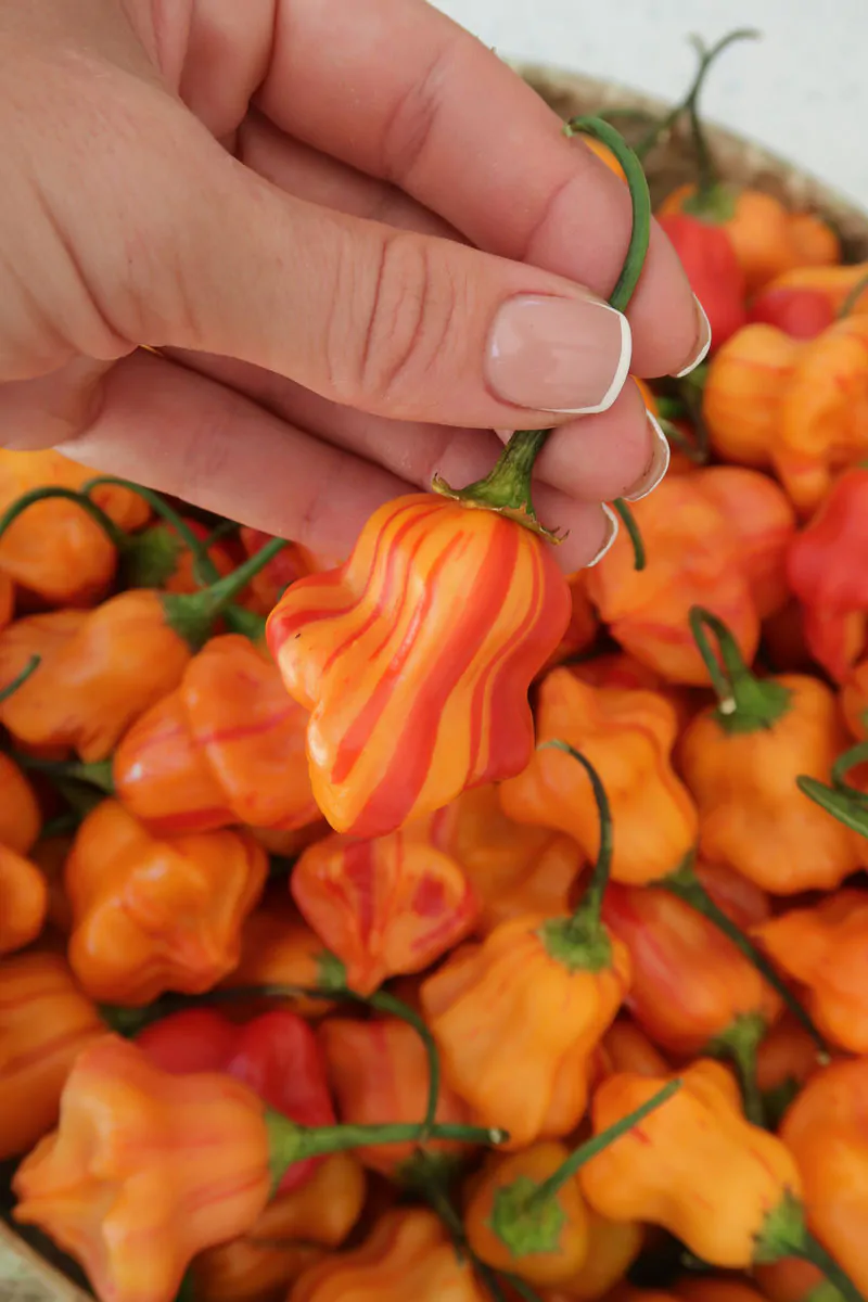 Zebrange Chilli Seeds - Image 12
