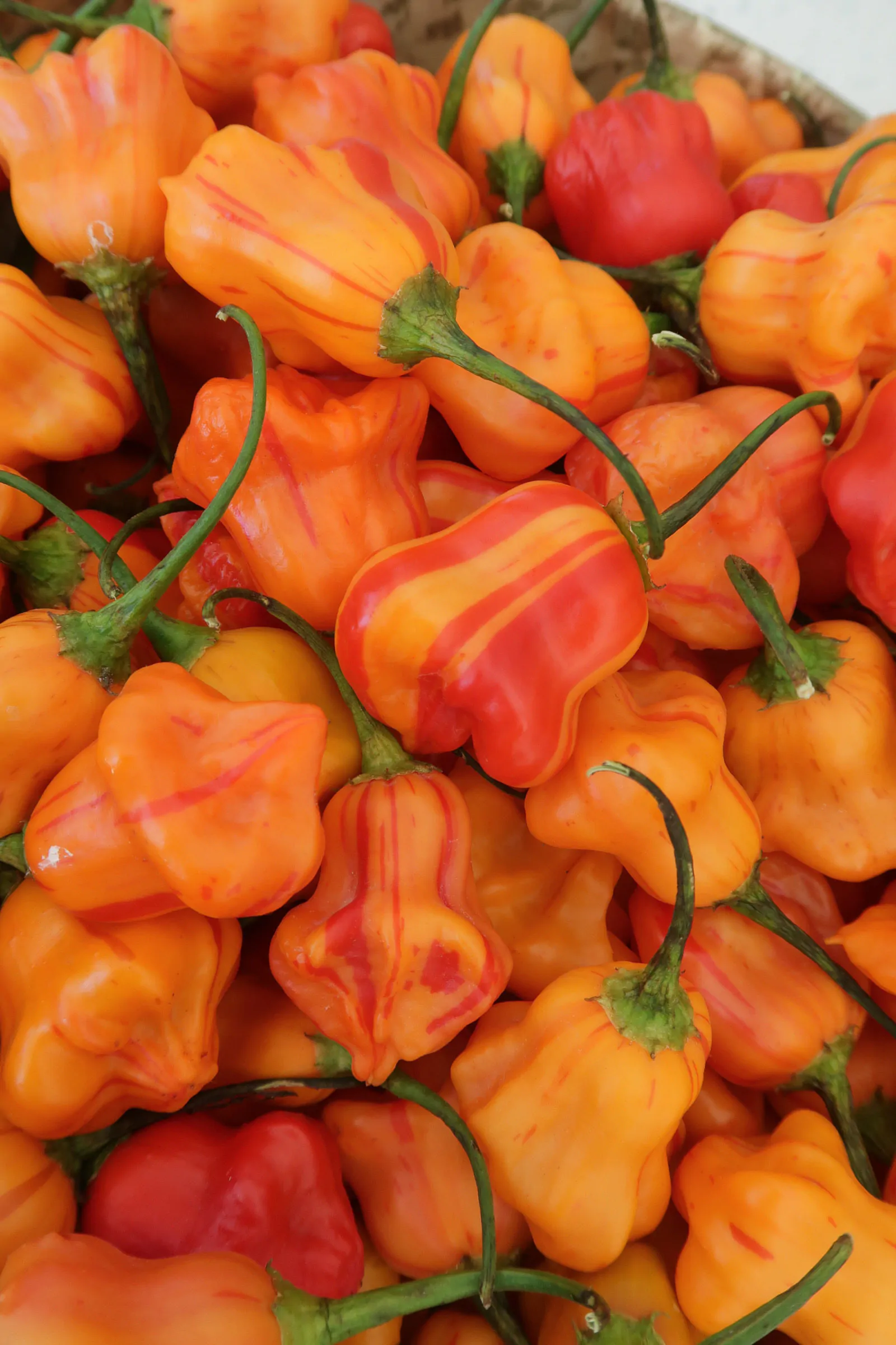 Zebrange Chilli Seeds - Image 11