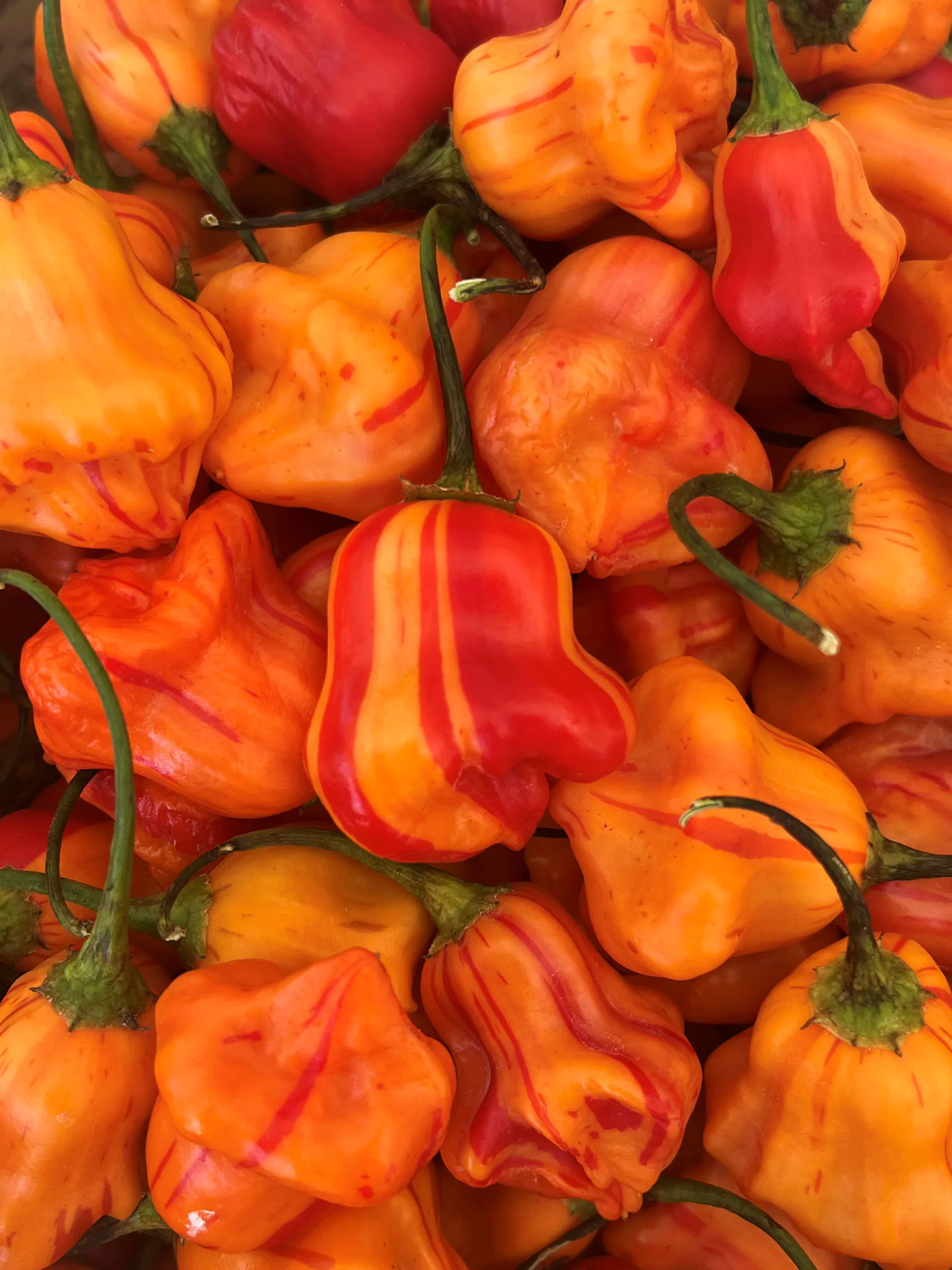 Zebrange Chilli Seeds - Image 4