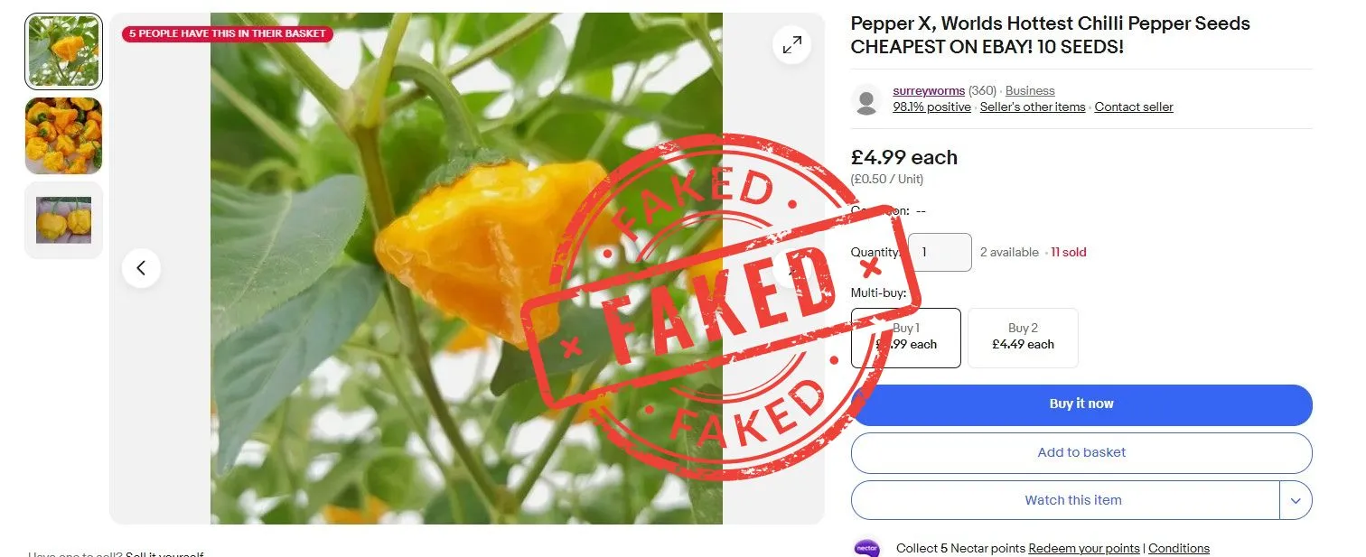 Pepper X Chilli Seeds - WARNING SEEDS ON EBAY ARE FAKE - Image 6