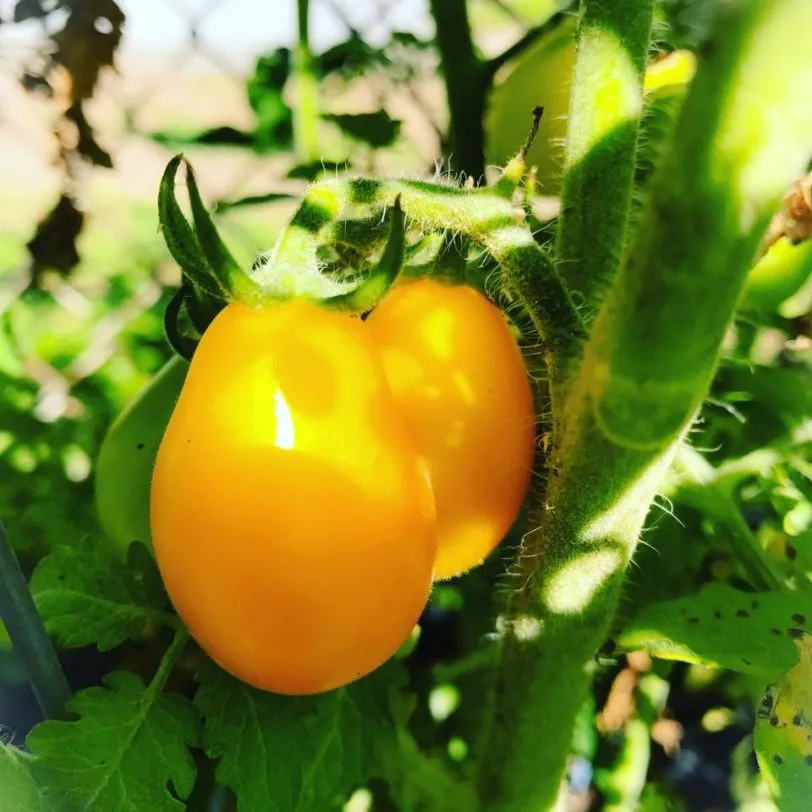 Yellow Pear Drop Tomato Seeds - Image 3