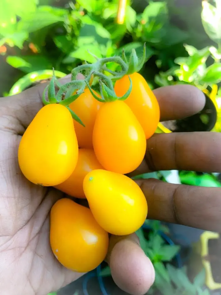 Yellow Pear Tomato Seeds