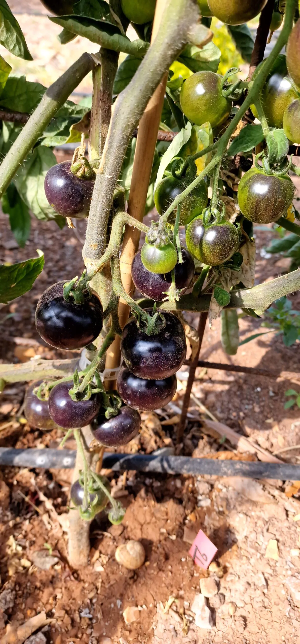 Indigo Rose Tomato Seeds - Image 3