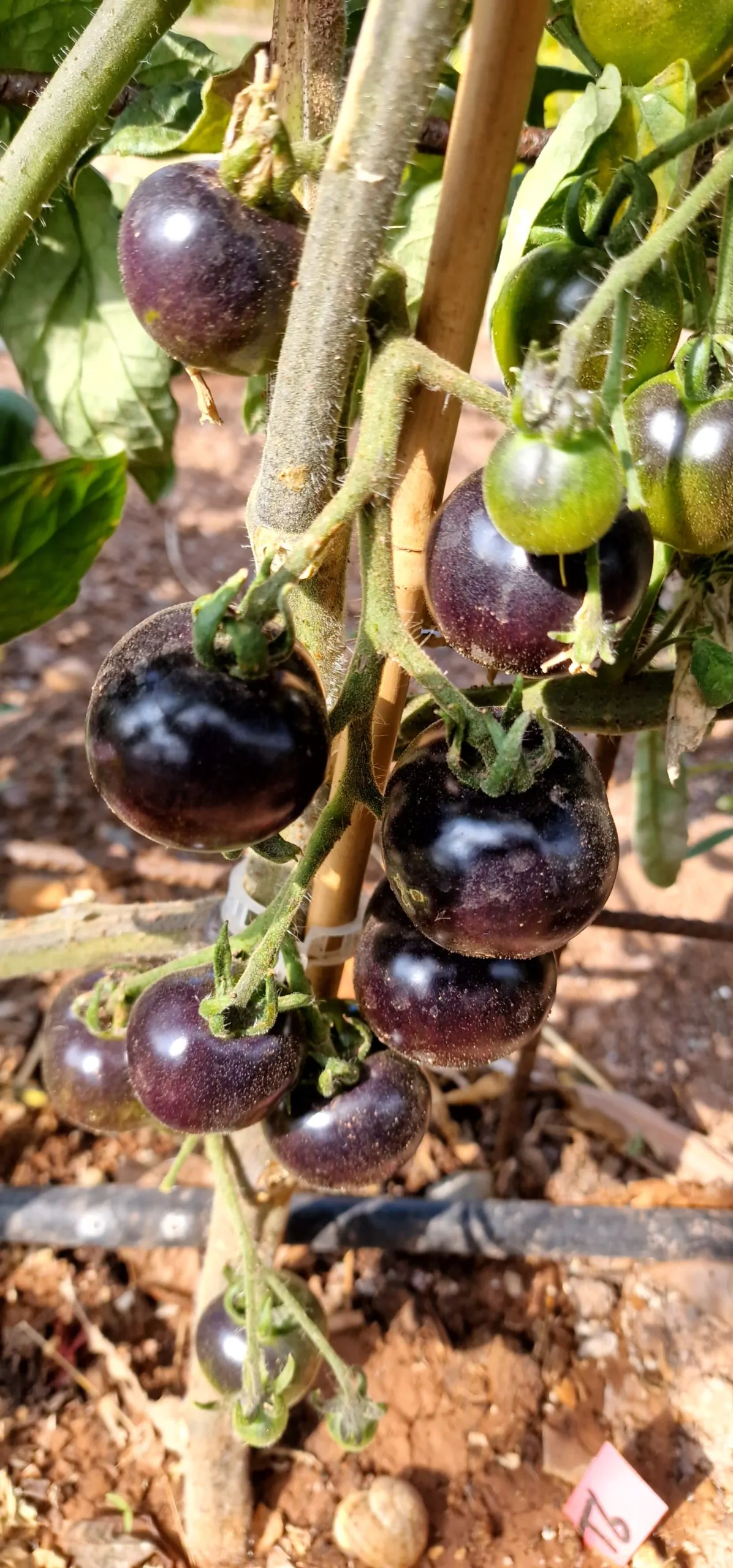 Indigo Rose Tomato Seeds - Image 4