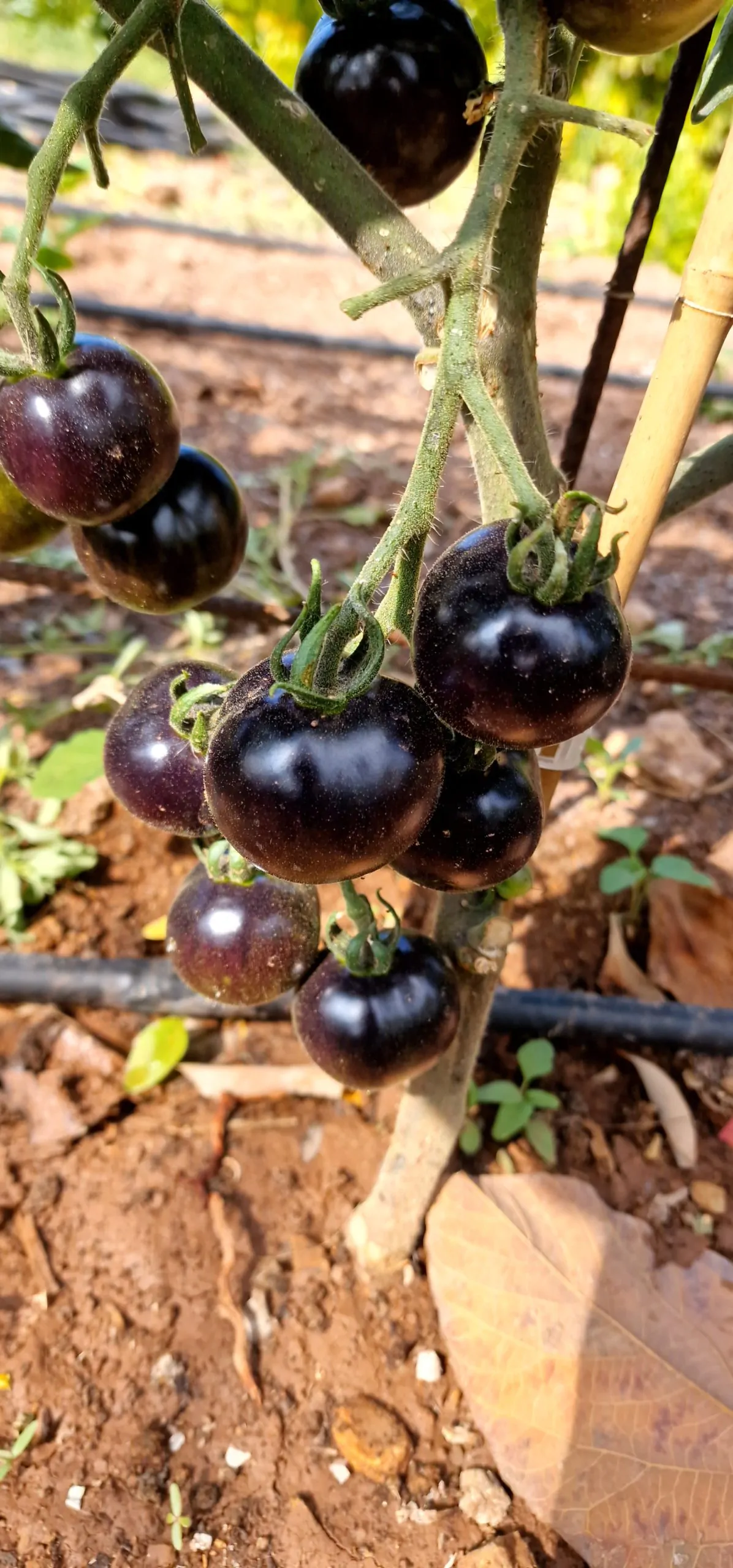 Indigo Rose Tomato Seeds - Image 5