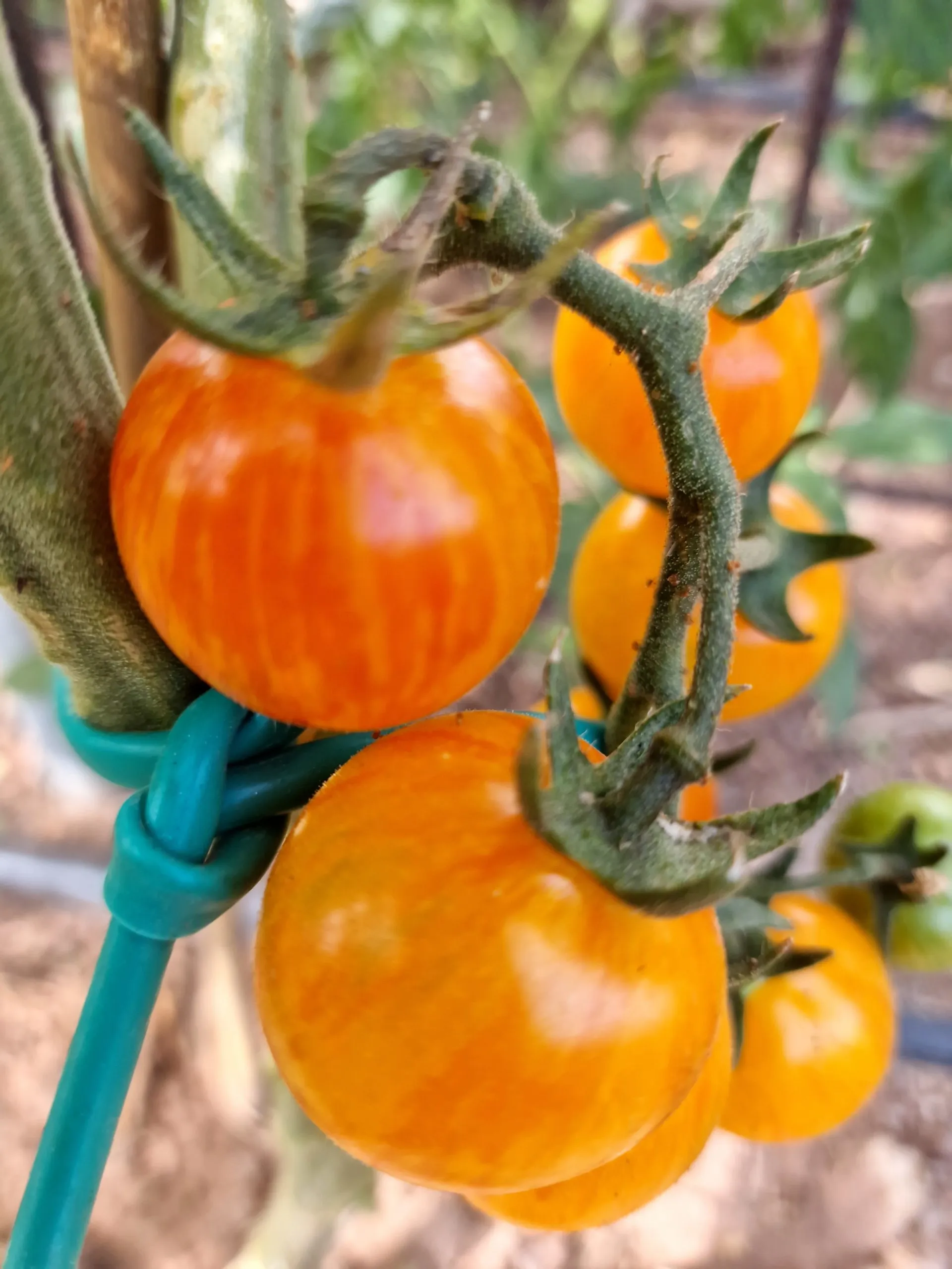 Artisan Golden Bumblebee Tomato Seeds - Image 7