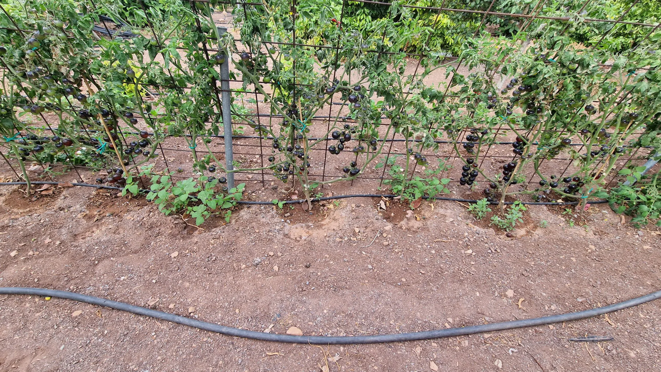 Indigo Rose Tomato Seeds - Image 6