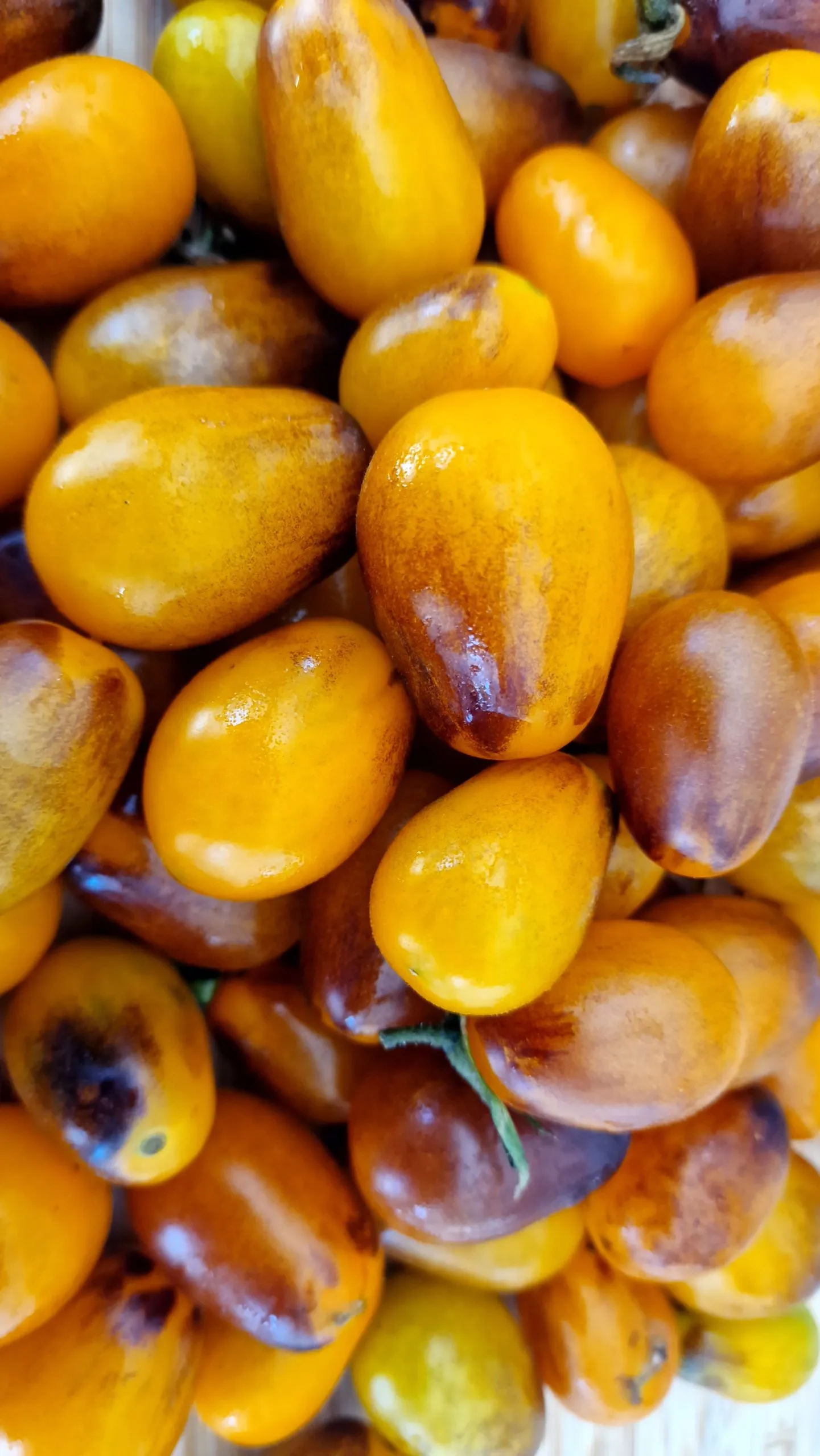 Indigo Pear Drops Tomato Seeds - Image 5