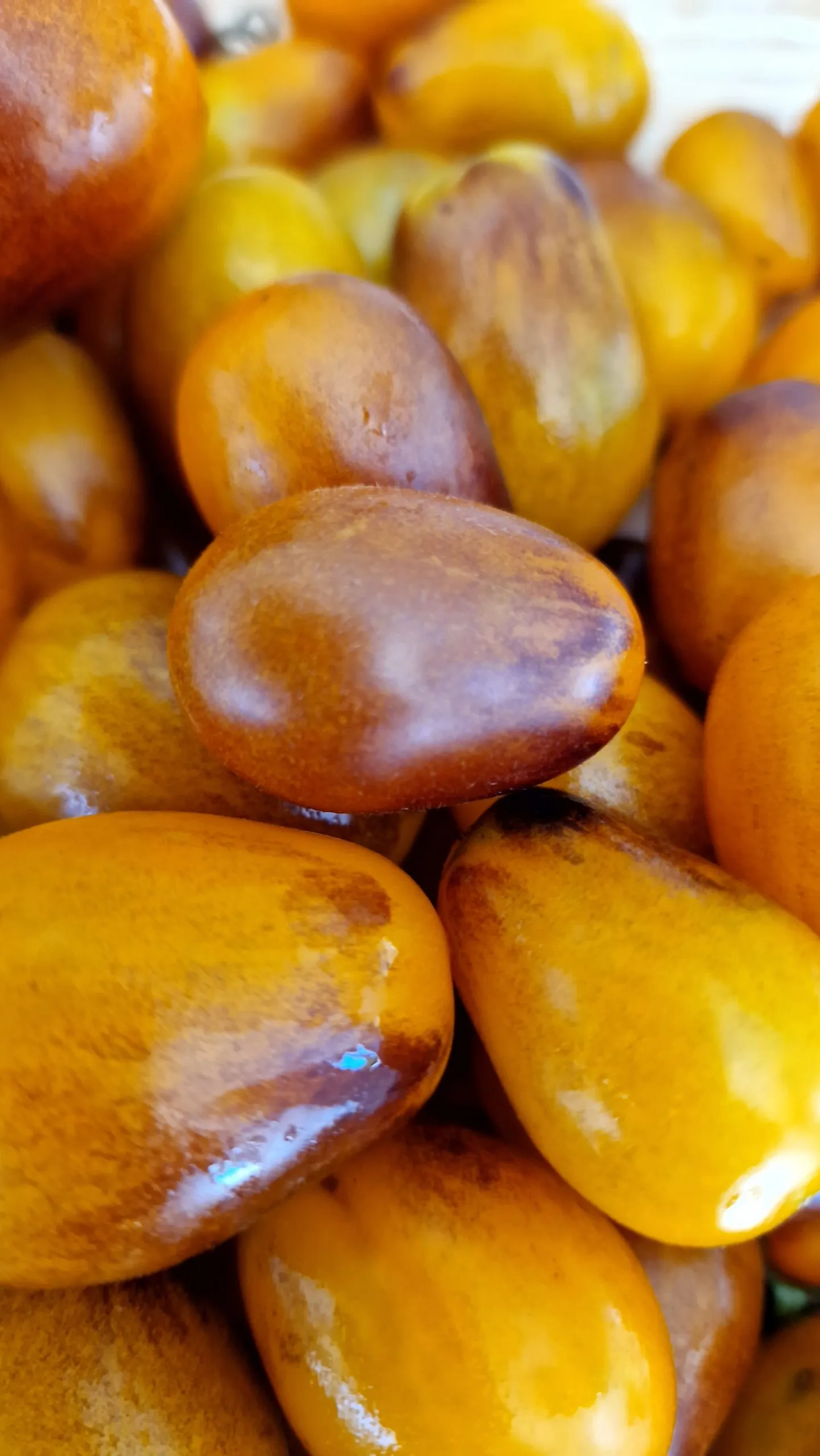 Indigo Pear Drops Tomato Seeds - Image 4