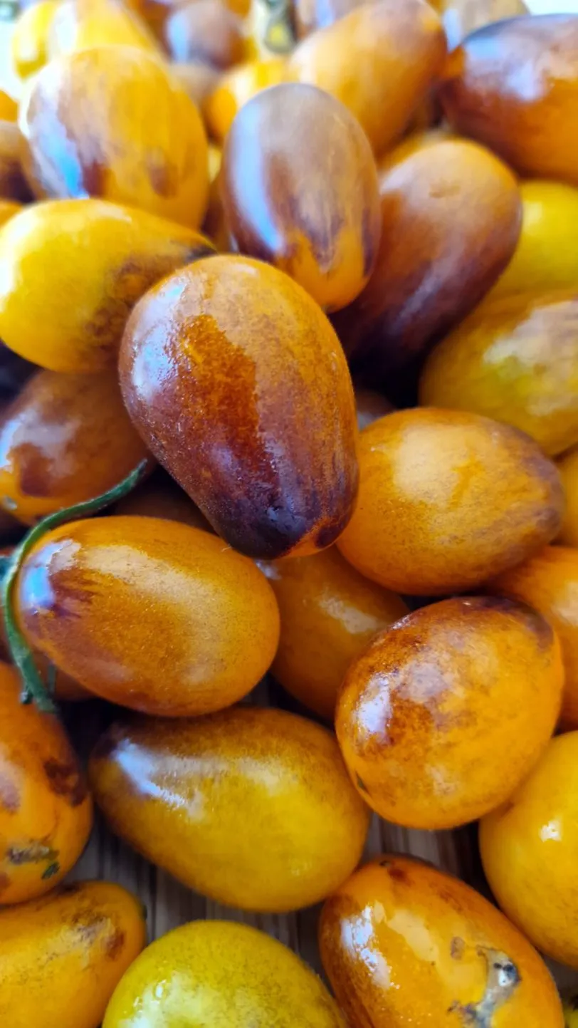 Indigo Pear Drops Tomato Seeds - Image 3
