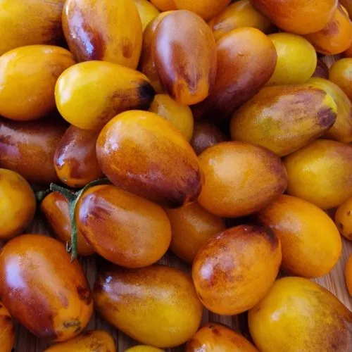 Indigo Pear Drops Tomato Seeds
