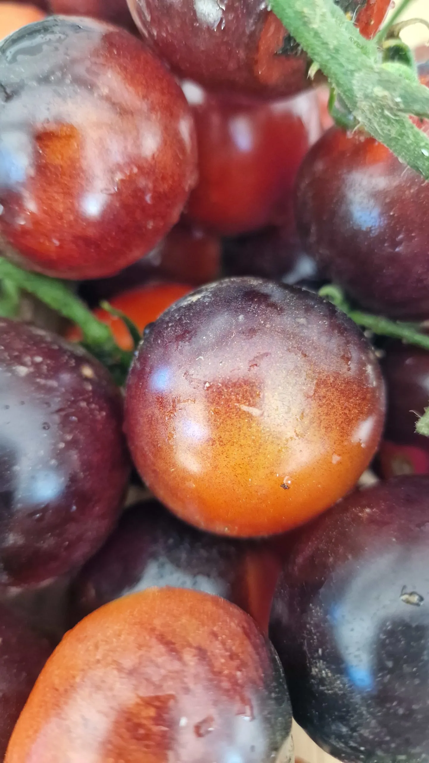 Fahrenheit Blues Tomato Seeds - Image 4