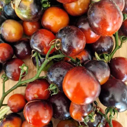 Fahrenheit Blues Tomato Seeds