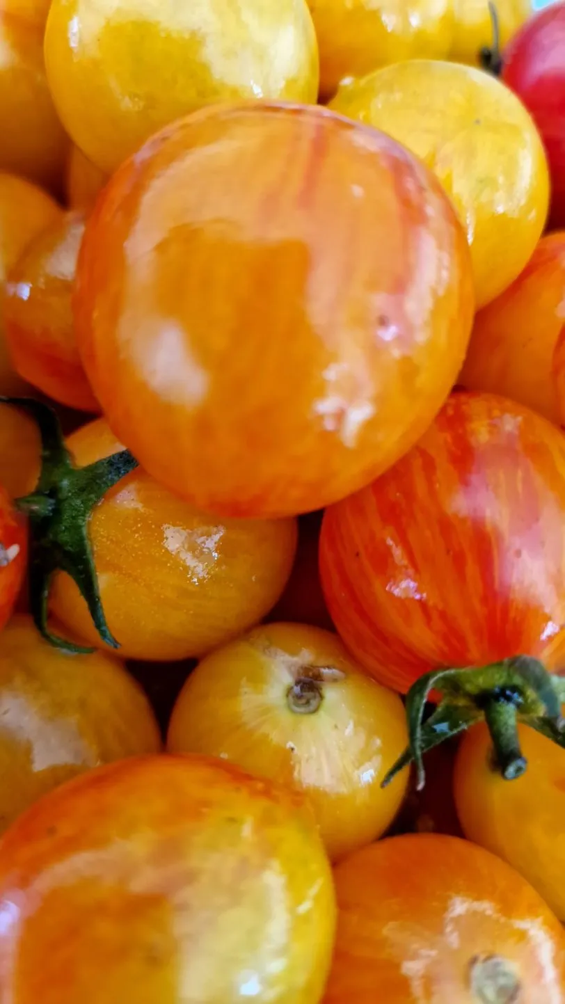 Artisan Golden Bumblebee Tomato Seeds - Image 6