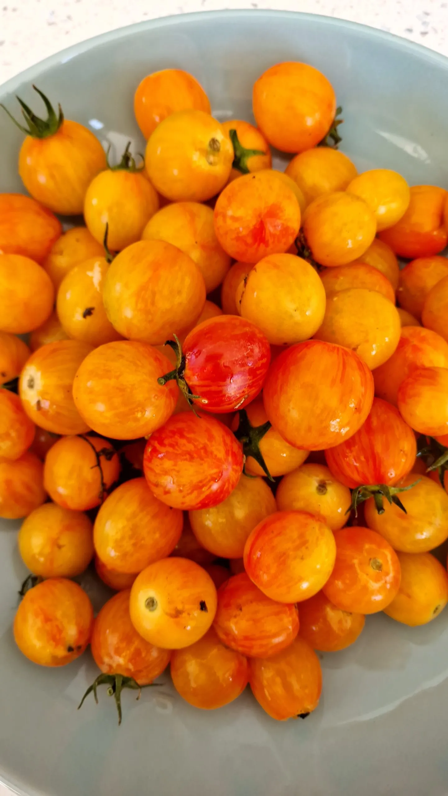 Artisan Golden Bumblebee Tomato Seeds - Image 5