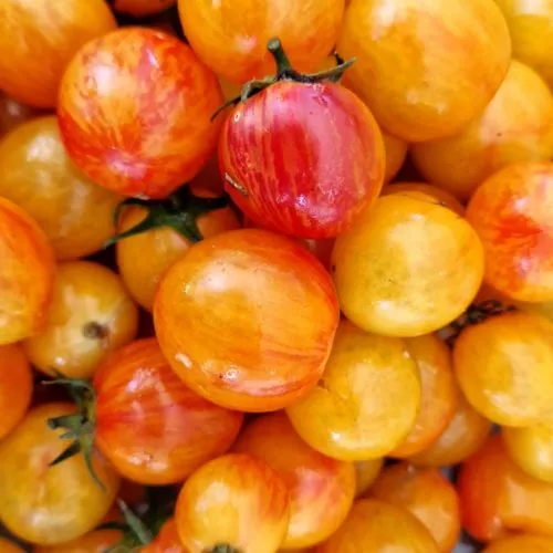 Artisan Golden Bumblebee Tomato Seeds