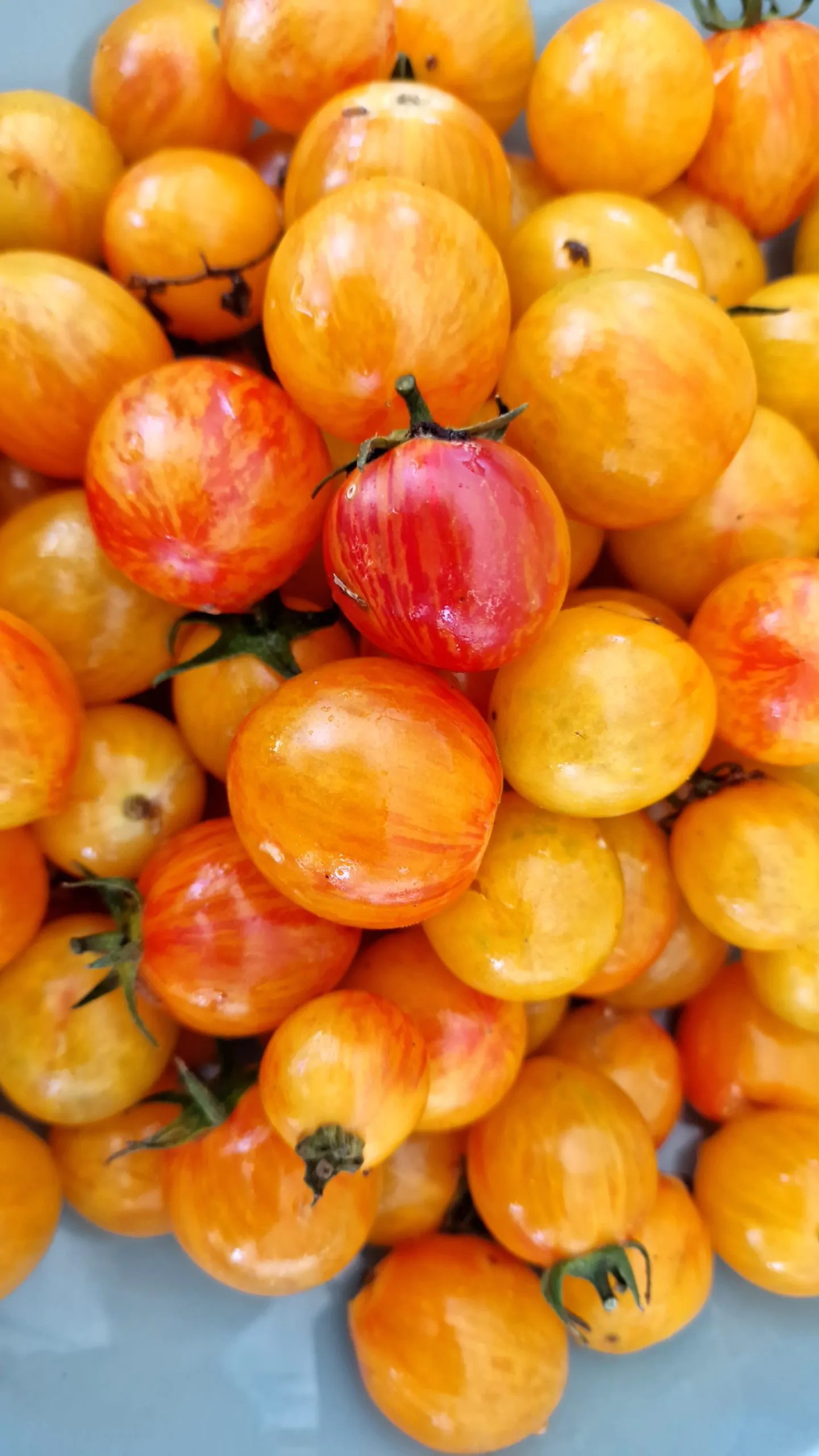 Artisan Golden Bumblebee Tomato Seeds