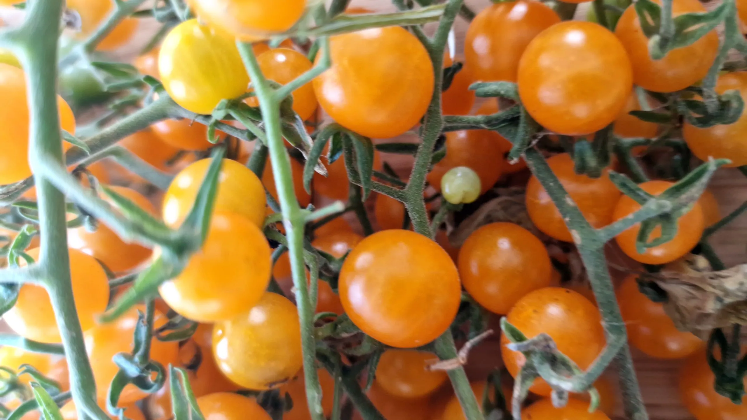 Currant Gold Rush Tomato Seeds - Image 5