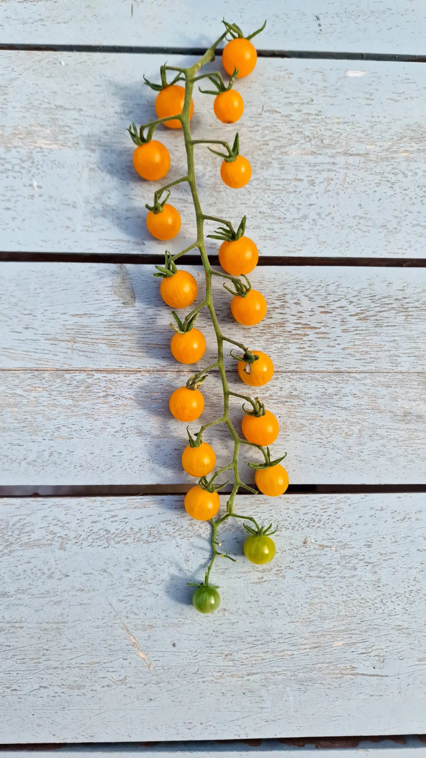 Currant Gold Rush Tomato Seeds - Image 4