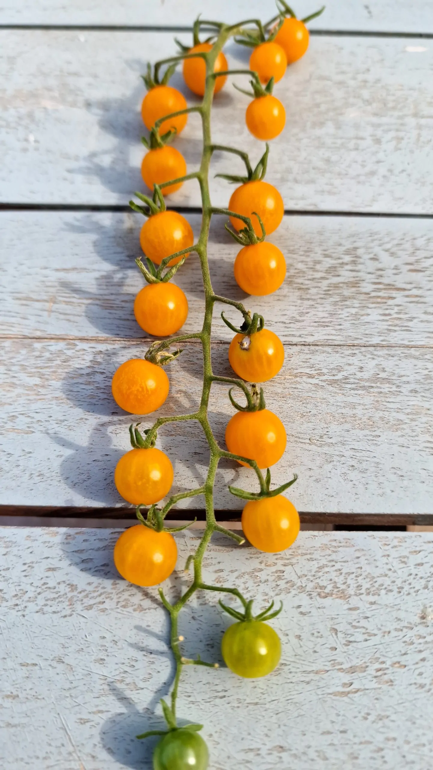 Currant Gold Rush Tomato Seeds - Image 3