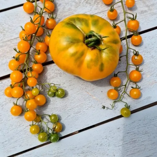 Currant Gold Rush Tomato Seeds